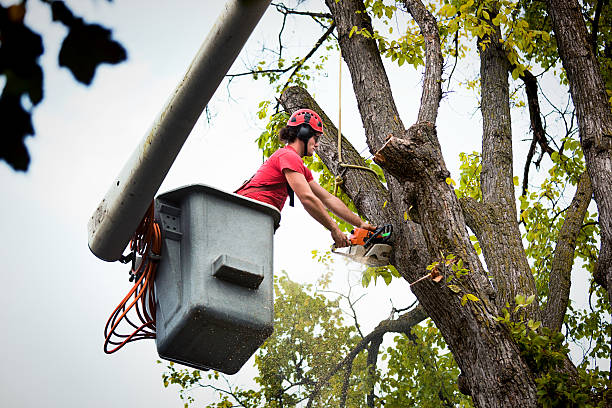 Best Commercial Tree Services  in Hasley Nyon, CA